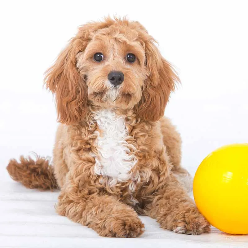 Aussie Dog Tucker Ball Small